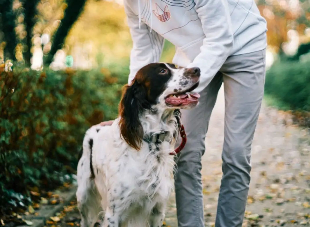 The Benefits Of Having Your Dog Professionally Trained