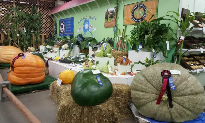 Seen Gigantic Vegetables in Alaska