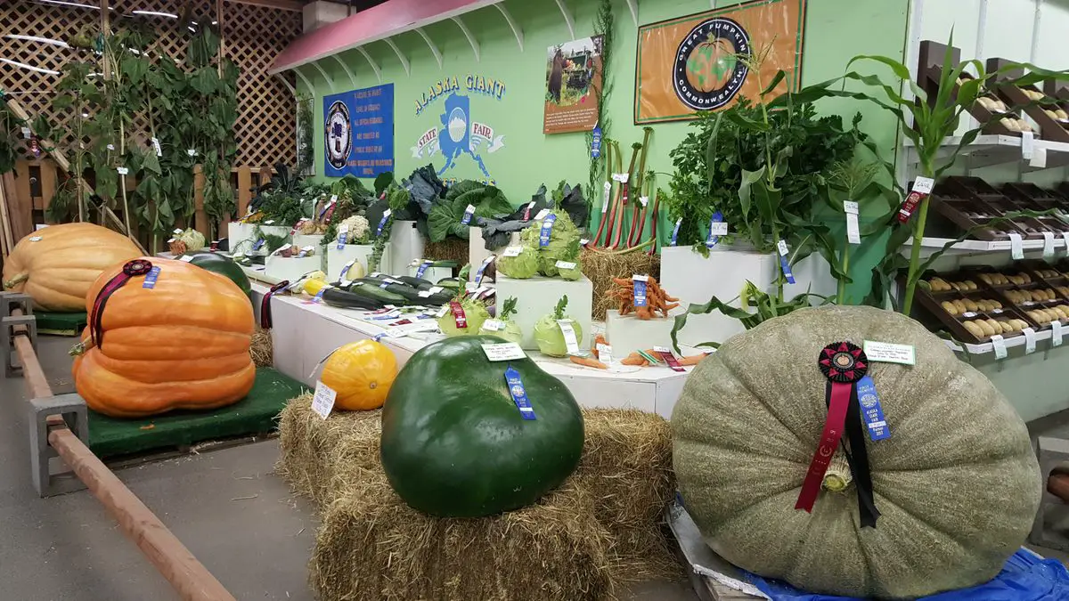 Have You Ever Seen Gigantic Vegetables In Alaska - Procaffenation